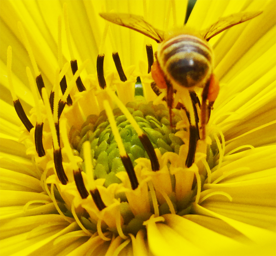 honeybee collecting